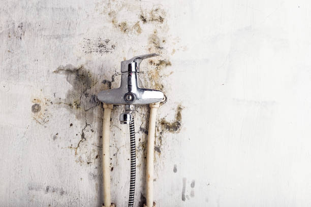 Best Home Mold Removal  in Lagrange, OH