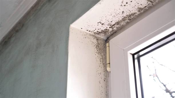 Best Local Mold Removal Service  in Lagrange, OH