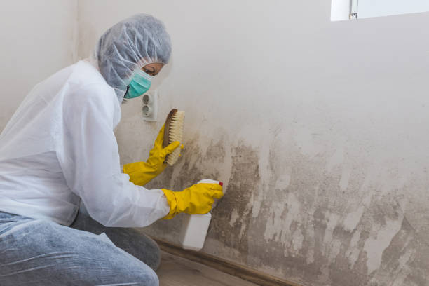 Best Attic Mold Removal  in Lagrange, OH