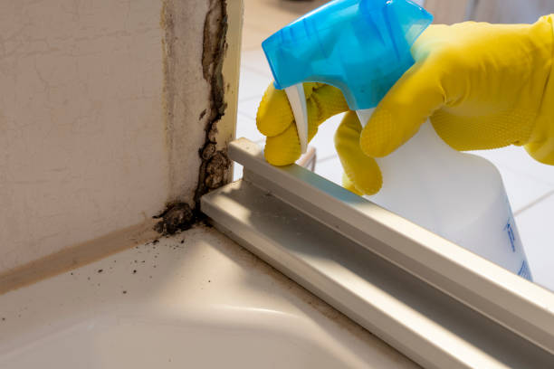 Best Toxic Mold Removal  in Lagrange, OH