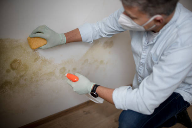 Best Residential Mold Removal  in Lagrange, OH