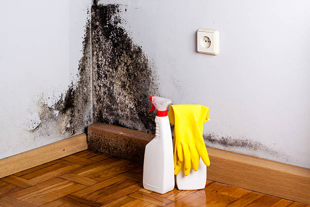 Home Mold Removal in Lagrange, OH