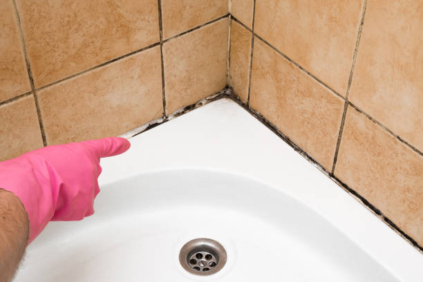 Best Black Mold Removal  in Lagrange, OH